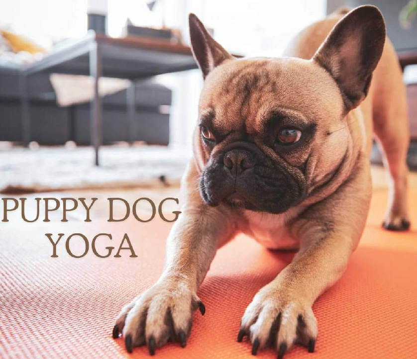 puppy_yoga